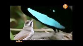 حرکات عجیب پرنده برای جفتگیریخیلی جالب