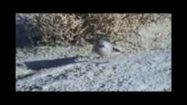 غذا خوردن چکاوک بیابانی یا چکاوک سنگلاخ Desert Lark Feeding