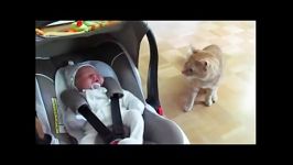 اولین ملاقات گربه نوزاد تازه متولد شده خانواده