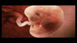 مراحل مختلف رشد جنین  قدم به قدم