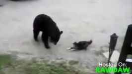 خرس vs گربه خانگی خاک بر سر خرس ترسو 