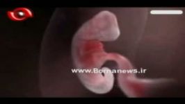 فیلمی زیبا مراحل تشکیل جنین انسان