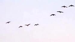 تلاش برای شکار اردک کله سبز سال 2012