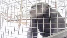 سرماى ناگهانى شامپانزه ها را پتو پیچ کرد