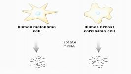 فناوری ریز آرایه DNA یا میکروآری DNA Microarry