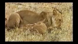 محبت محافظت نوزادِ بزِ کوهی توسط یک شیر 