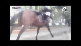 فرار اسبها دست پلیس