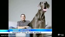 غول جورجی یك سگ بزرگ بلندترین سگ جهان