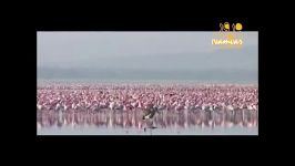 Lake Nakuru دریاچه ناکارو کنیا