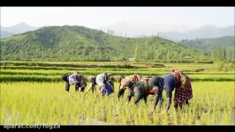 گیلان ترا قوربان ، ناصر مسعودی