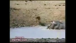 نجات آهو توسط اسب آبی چنگال تمساح 