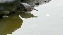 پرنده ماهیگیر زیرک باهوش