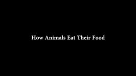 How Animals Eat Their Food