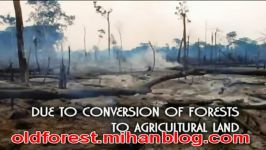 آثار تخریب جنگل oldforest.mihan .com