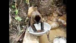 learn washing dishes from monkey