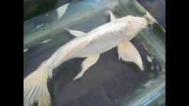فروش ماهی کوی باله بلند سفید چرم شماره 95 platinium 35cm