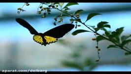 موسیقی بی کلام یانی Butterfly Dance  Yanni