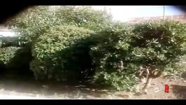 شکنجه بیرحمانه گربه