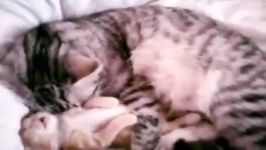 خواب دیدن بچه گربه ناز در بغل مادرش حتما تماشا کنید....