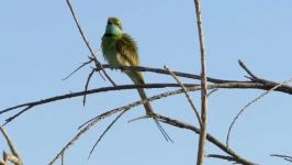 زنبورخوار سبز زنبورخوار كوچک Green Bee eater