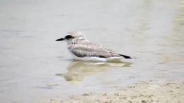 سلیم کوچک Kentish Plover