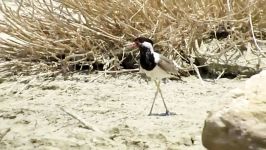 دیدومَک Red Wattled Plover یا Red Wattled Lapwing