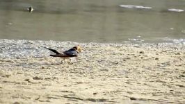 چلچله دمگاه حنایی Red Ramped Swallow