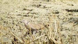 یا کریم Collared Dove  Eurasian Collared Dove