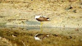 آبچلیک خالدار Wood sandpiper