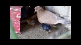 این کبوتر وقتی تخم هاش باز شدند فهمید بچه هاش جوجه مرغ هستند