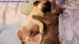 دوستی سگ گربه بغل کردن همدیگر......