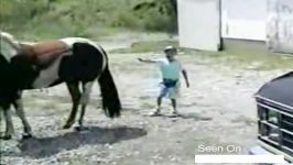 هیچ وقت یک اسب شوخی نکنید
