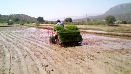 کشت مکانیزه برنج کامفیروز فارس