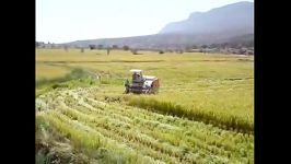 برداشت مکانیزه برنج کامفیروز فارس