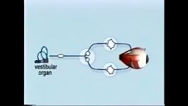 vor intrioduction شبیه سازی حرکت چشم انسان مدلسازی کنترل