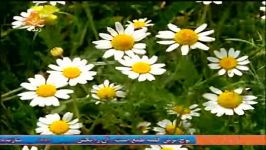 آهنگ کردی شاد ، مراسمی ریتم گریان ،سجادبابایی