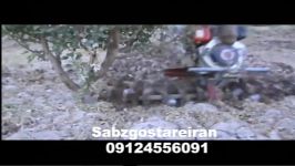 فیلم شخم زدن دور درخت دستگاه تیلر کولتیواتور 10 اسب