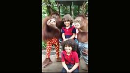 همكاری میمون های باغ وحش مردم