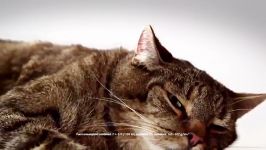 تیزر تبلیغاتی مرسدس بنز  گربه خودروی آیرودینامیک