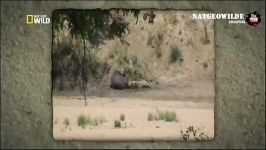نجات بوفالو چنگال شیر توسط فیل جالب