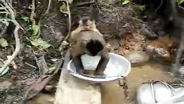 ظرف شستن میمون