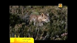 puma شیر کوهستان، امپراتور کوهستانهای قاره امریکا