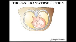 12 ‪ECGTeacher.com  Revision Anatomy Section 2  Part 6‬