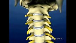 Neck Pain Cervical Spine Anatomy