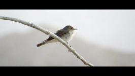 مگس گیر راه راه مگس گیر خالدار Spotted Flycatcher