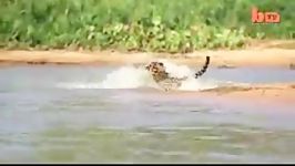 شکار تمساح توسط یوز پلنگ