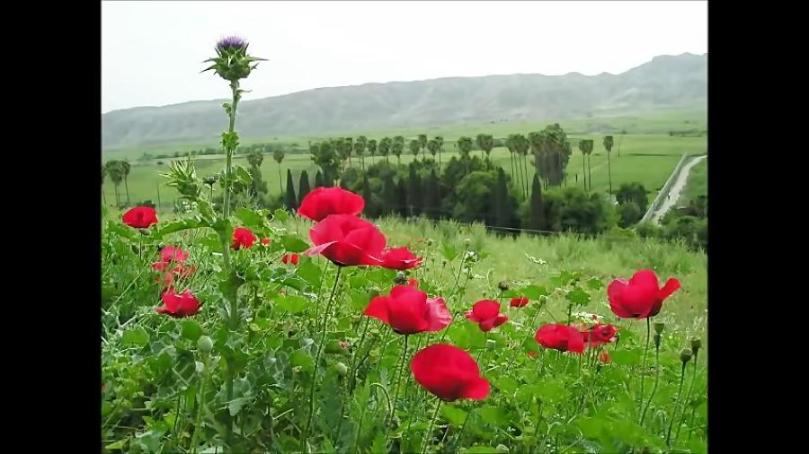 حافظ  صورتگر چین  ملک محمد مسعودی