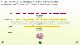 پیرایش mRNA یا splicing