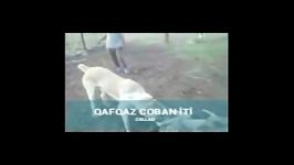 جنگ سگ قفقاز گرگ Qafqaz coban iti 2