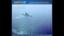 Giant manta ray